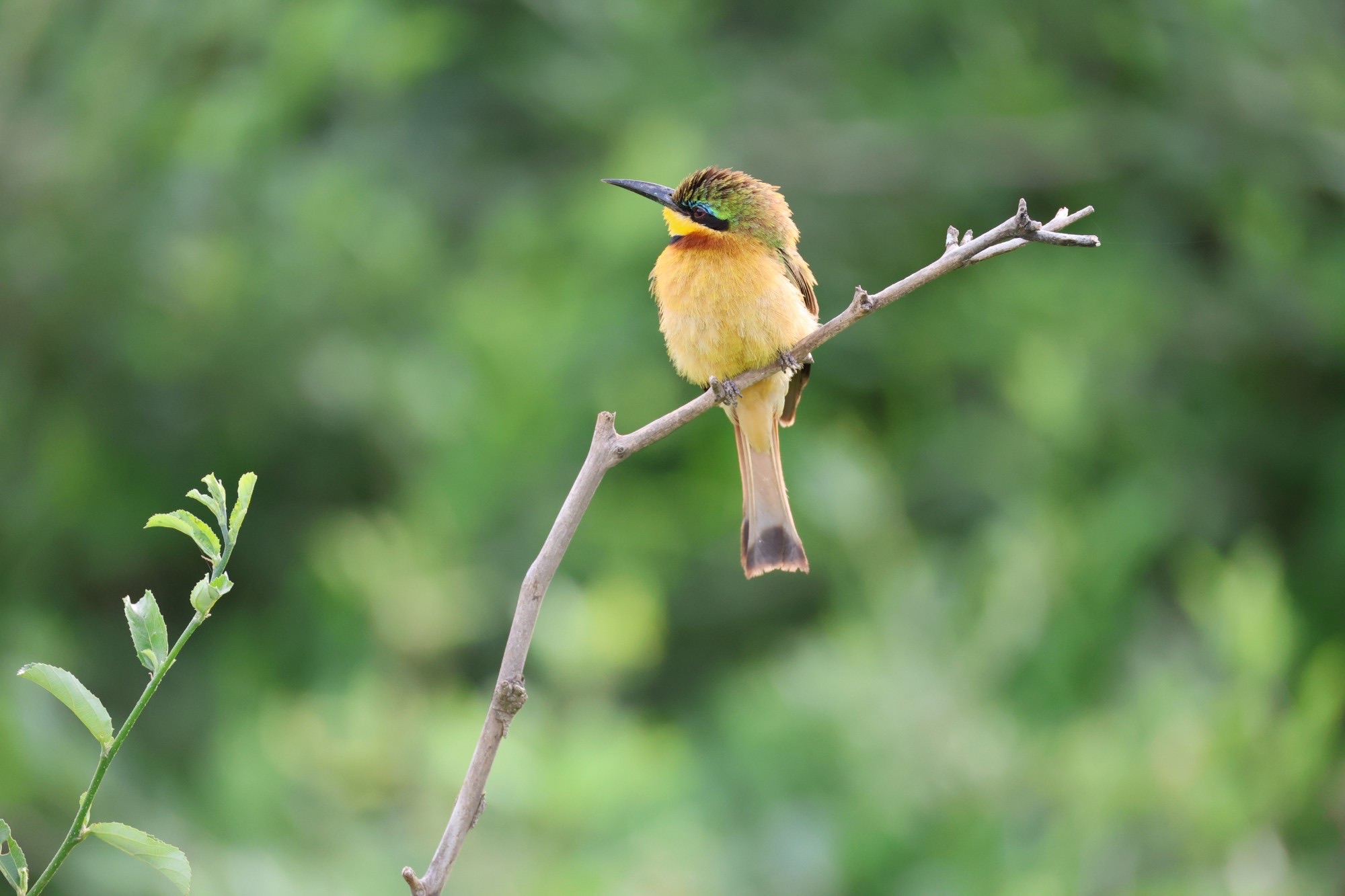 A small bee-eater perched on a bare branch against soft green