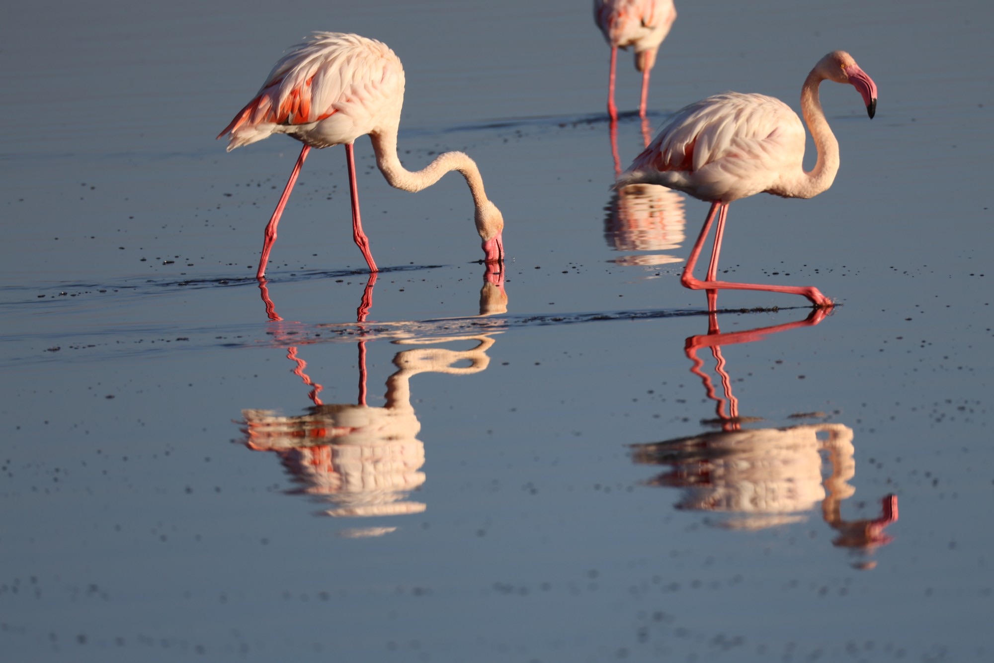 Two flamingos feeding in still blue water, mirrored below